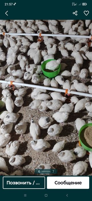 Bedana bor beliy gegant