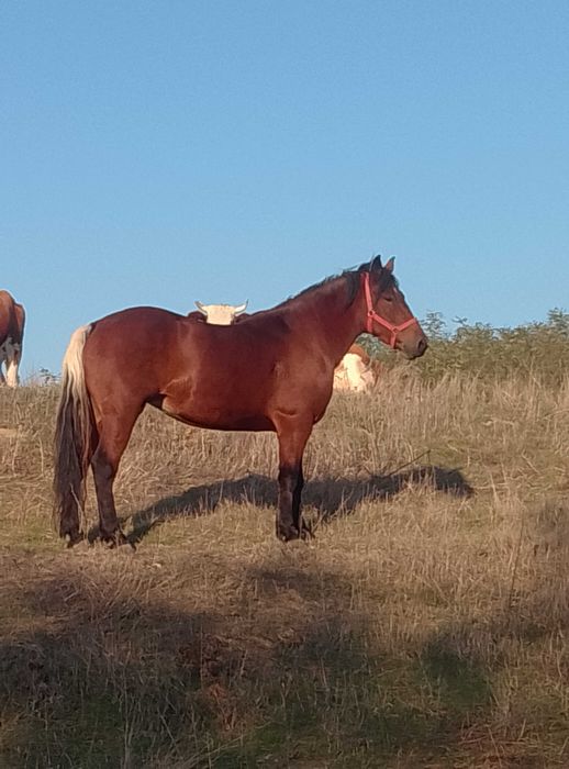 Vând iapă sau schimb cu vacă sau capre