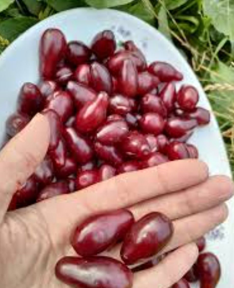 Vând coarne fructe de pădure