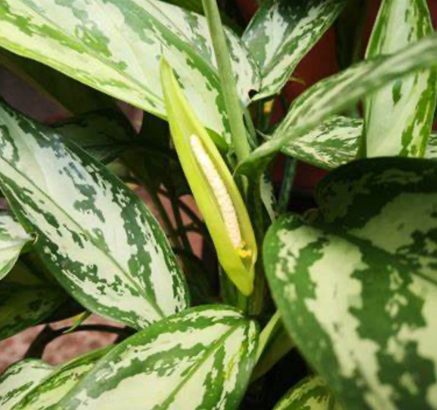 Aglaonema Silver Queen