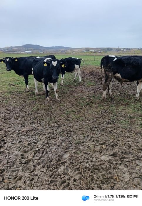 Vând taurasi 4200 lei