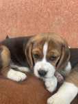 Micut beagle in 3 culori