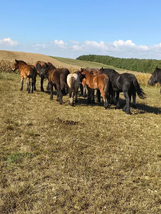 Cai mânji de vânzare