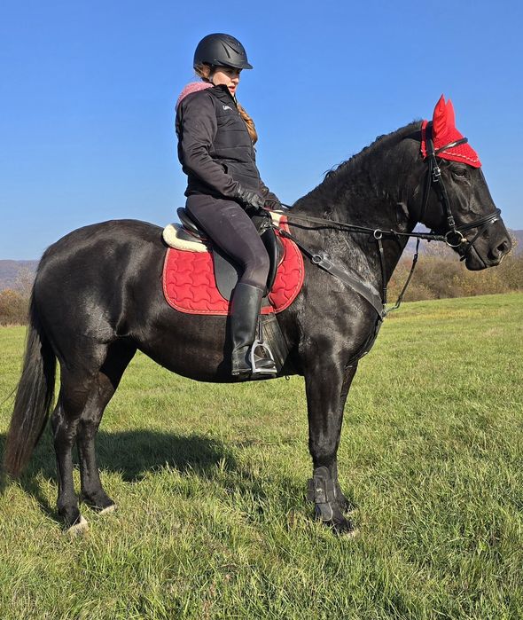 Cai de Sport Lipițan, KWPN