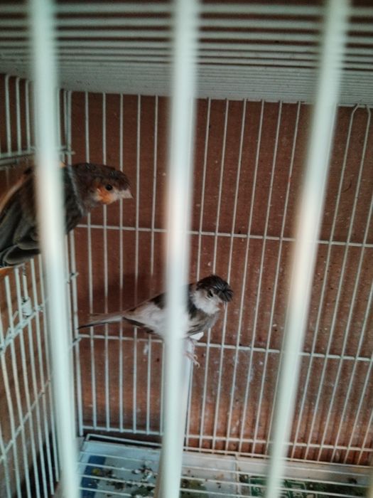 Vînd canari de culoare masculi și femele