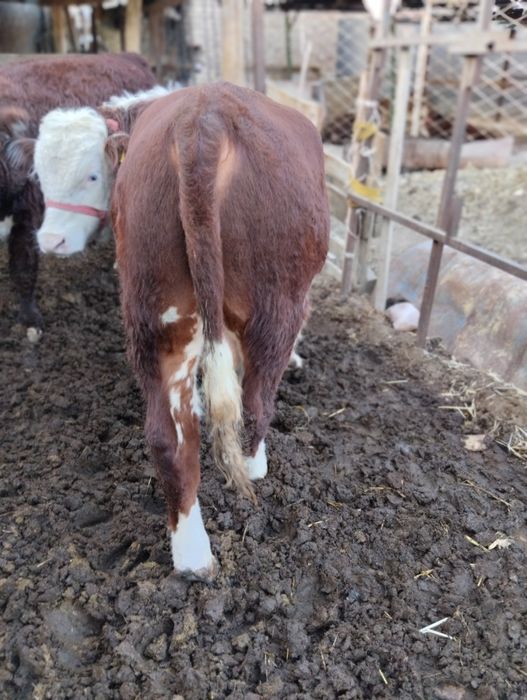 Srochna toza grefort buqalar sotiladi