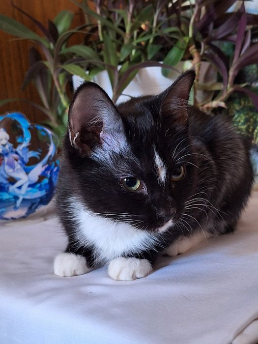 Наоми ищет самую добрую и хорошую семью