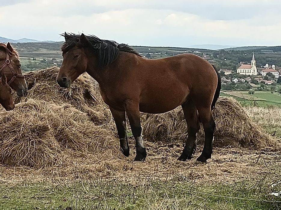 Vând vaci vitei și cai