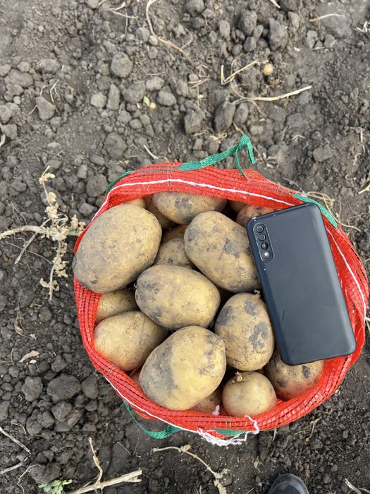 Продам крупный едовой картофель картошка оптом и в розницу