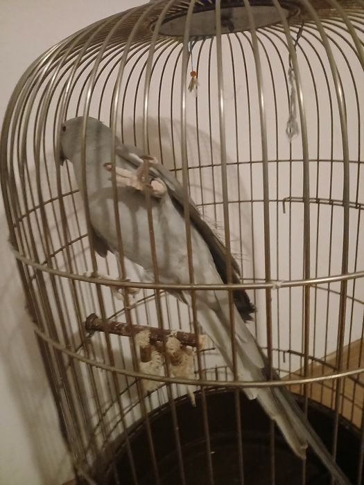 Pui micul Alexander vorbitor cu test adn