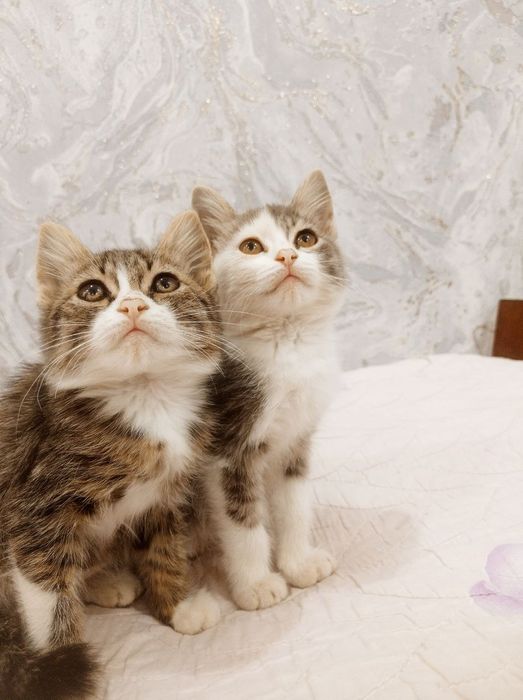 Отдам котят в добрые руки. Котята здоровые, игривые, приучены к лотку.