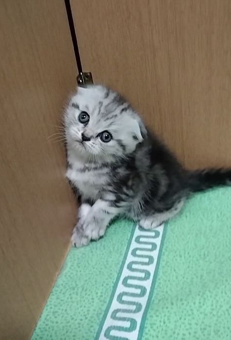 Две вислоухие девочки.