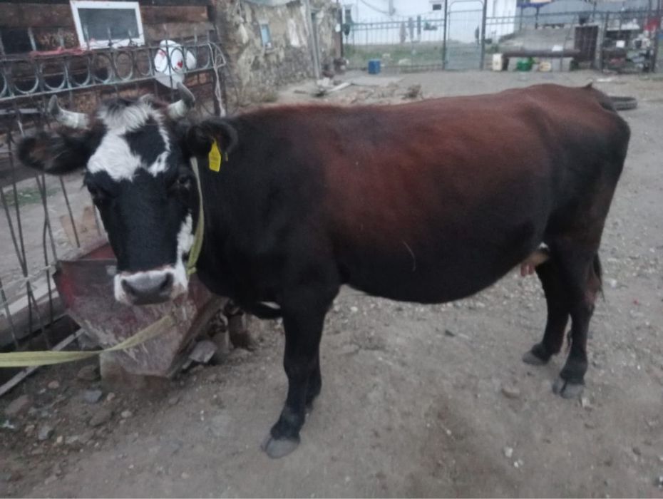 Сиыр сатылады 2 туган