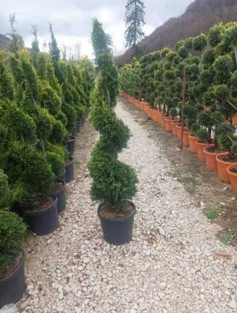 Plante decorative Oriunde in tara Calitate extra