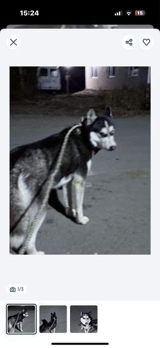 Срочно продам сибирскую хаски