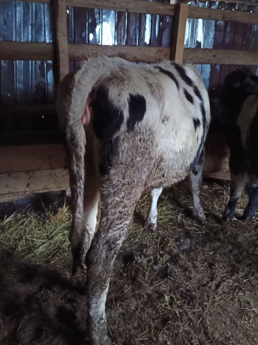 Vând 4 vițele bălțate