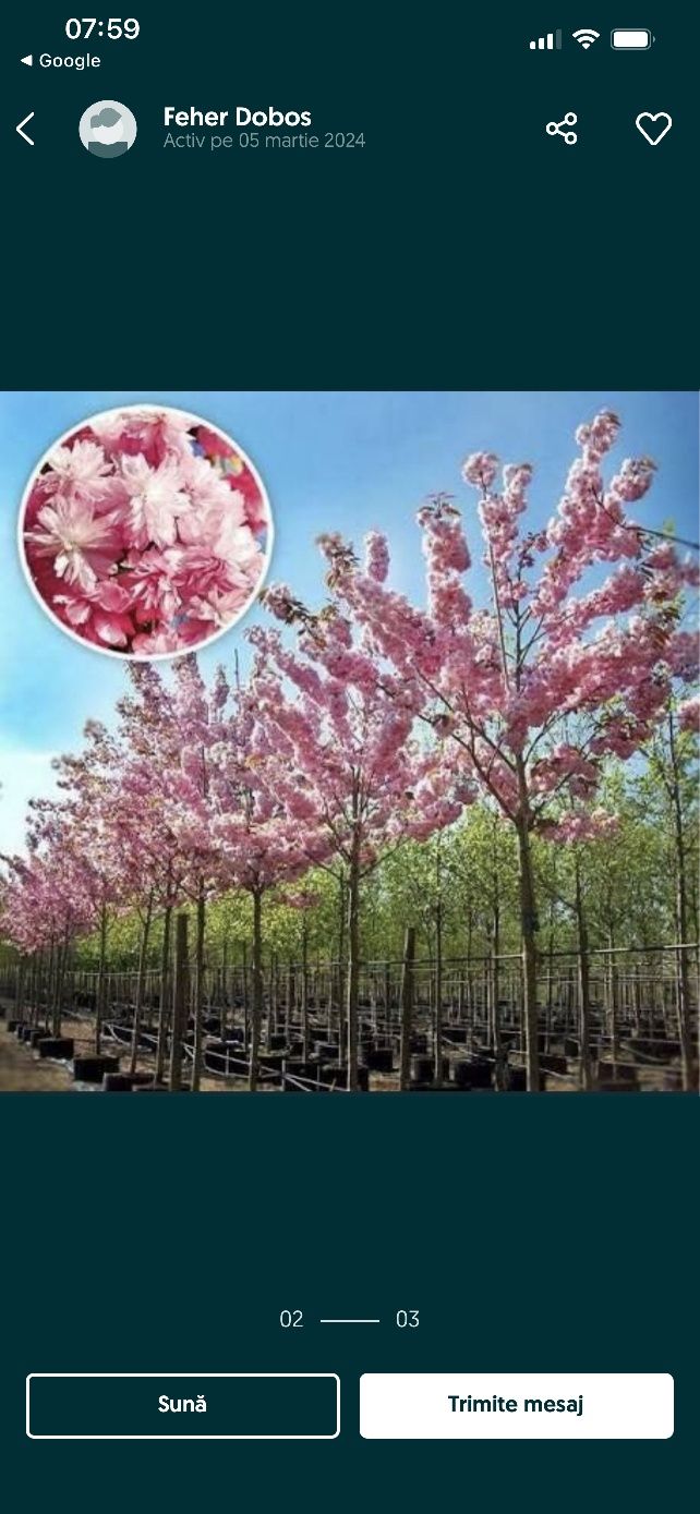 Plante ornamentale aclimatizate