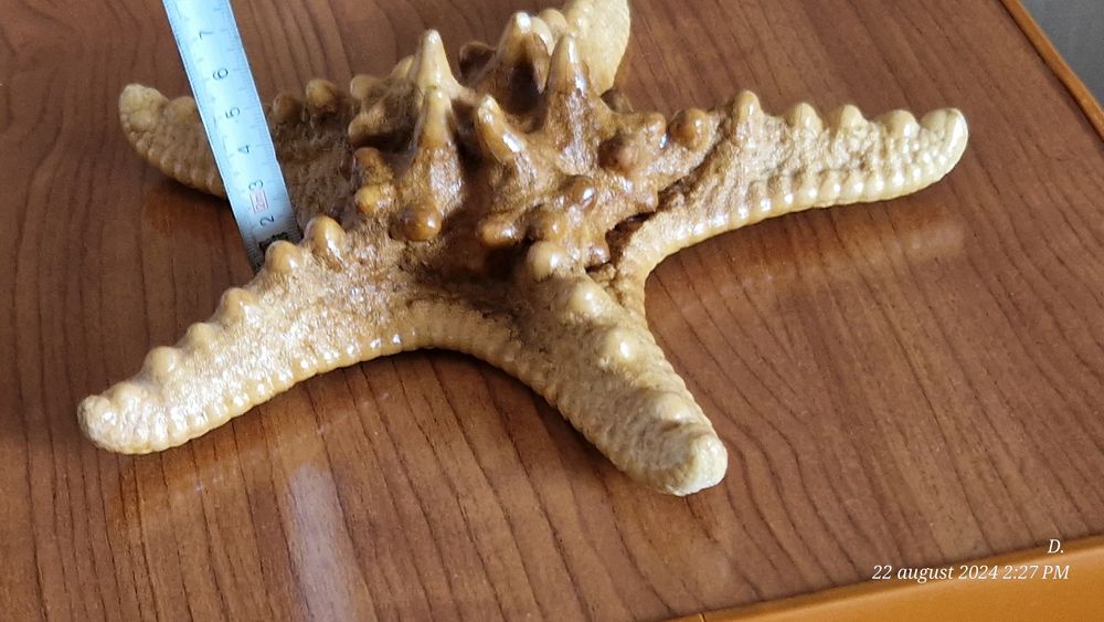 Stea de mare fosilizata