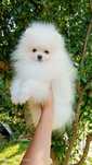 Pomeranian mascul mini toy