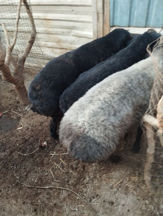 Qo'chqorlar sotiladi