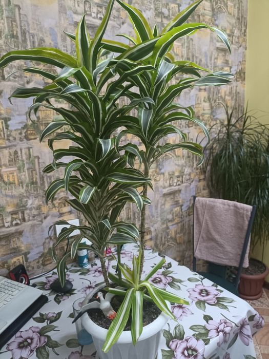 Драцена сорт Малайка, 64 см