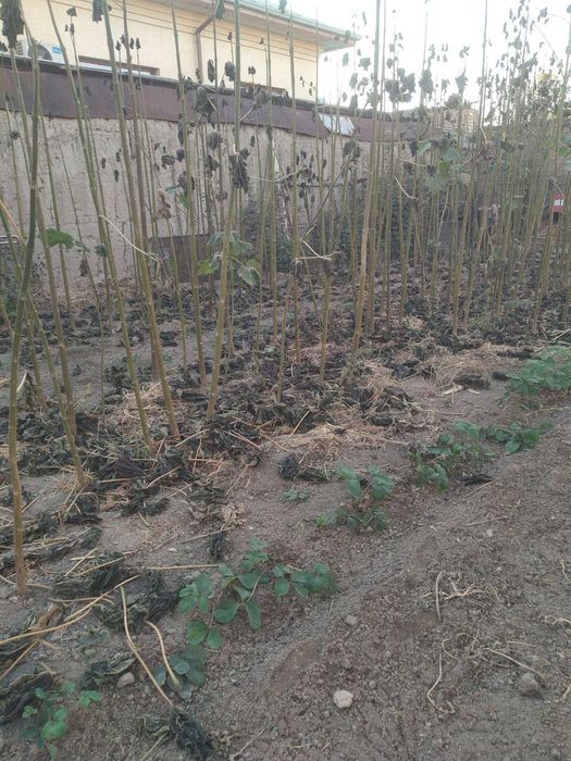 Pavloniya daraxtlari sotiladi 250-280tacha