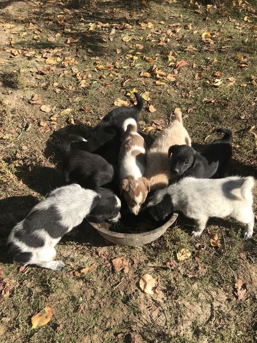 отдам даром добрие рука