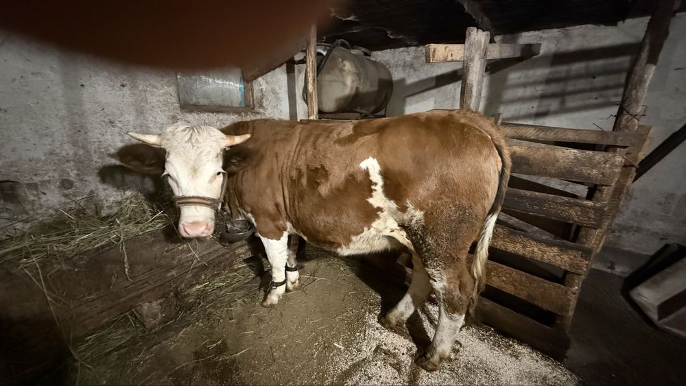 Junica gestanta in 5 luni