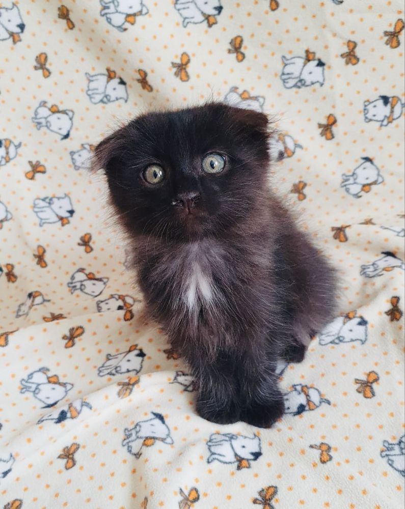 Котенок  бесплатно