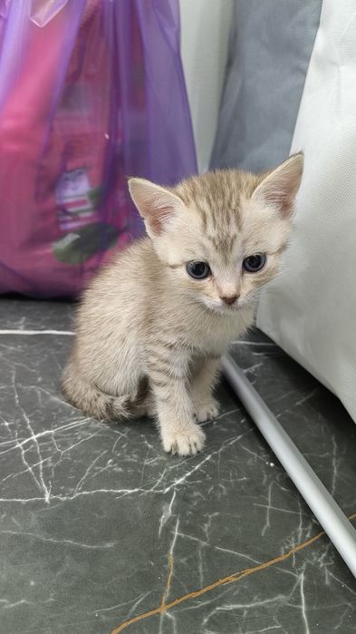 Отдам котенка 1,5 мес в добрые руки Бесплатно