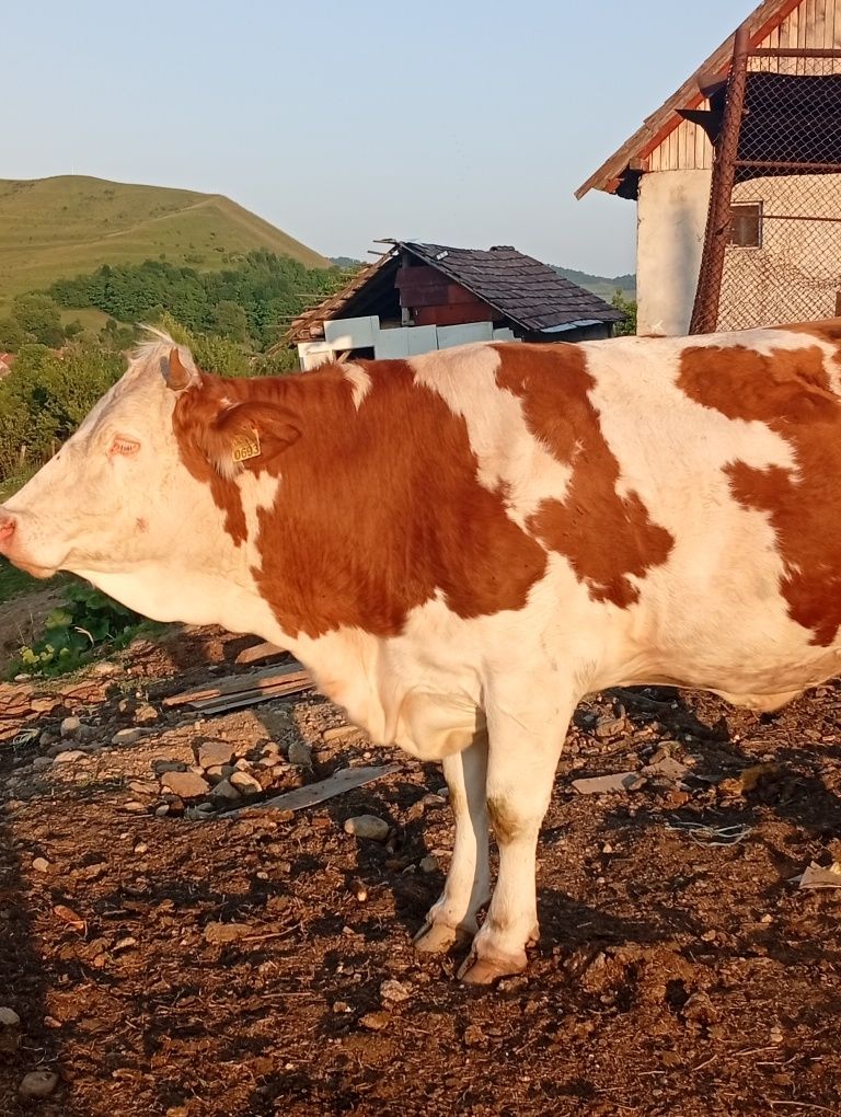 3 junici se dau Dârlos jud sibiu