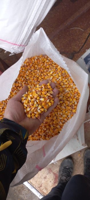 Porumb grau orz,mazare,floare ,uruiala,tarate
