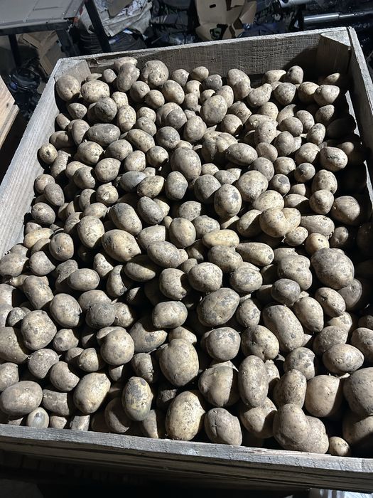 Cartofi de consum producție 2025  calitatea I 55+