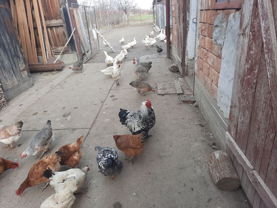 Vând rate  ,vârstă 6 luni