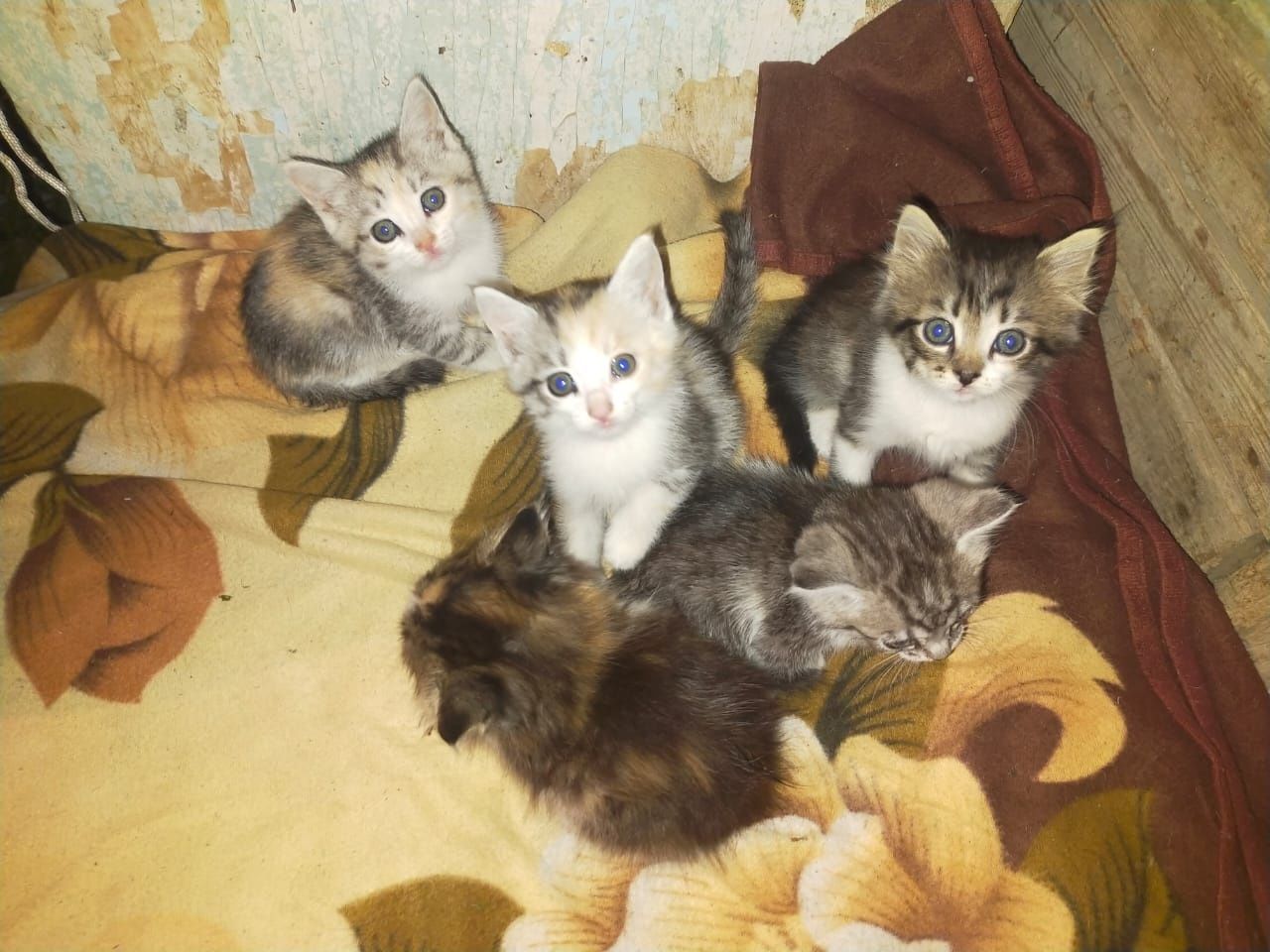 Котята ищут дом!