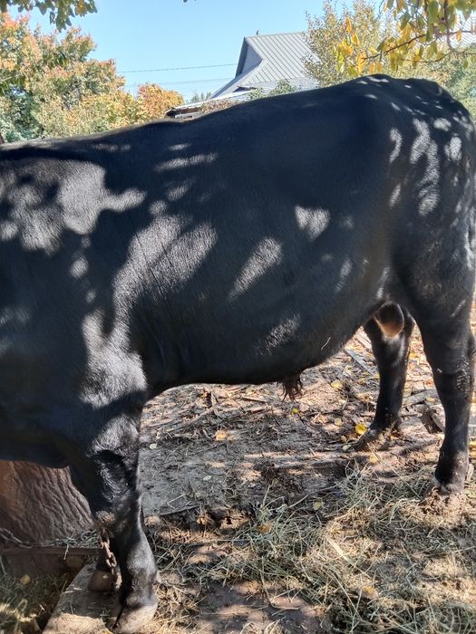 Продам быка алатауской породы город Алматы продам