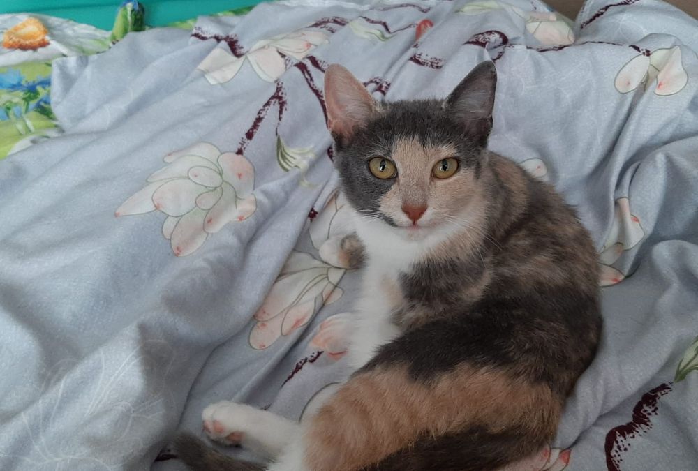 Пристраивается замечательная кошечка.