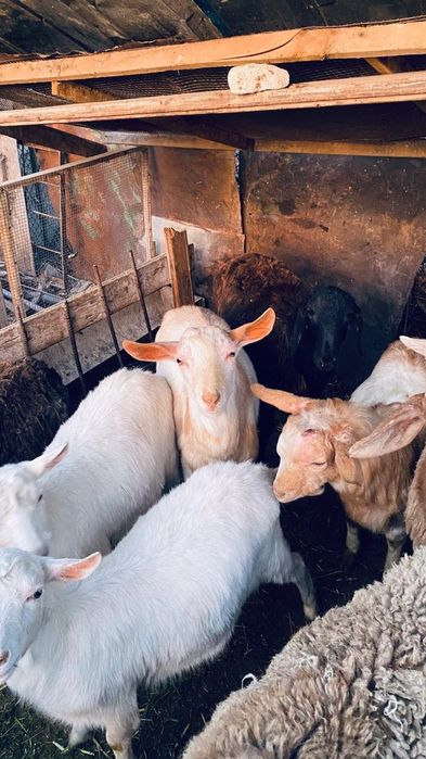 Кошкарлармен лактар