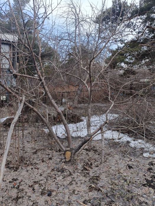 Продам дачу в обществе Мичуринец