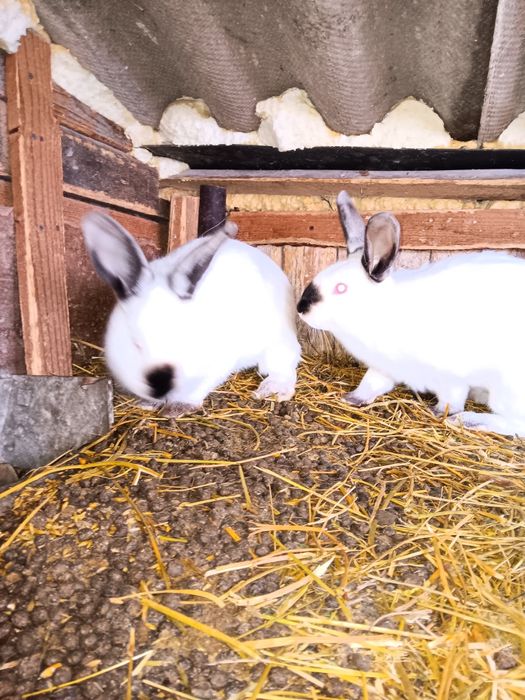 Vând iepuri Californieni