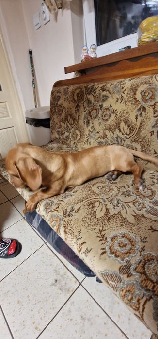 Teckel (fetiță ) păr scurt ,talie mică