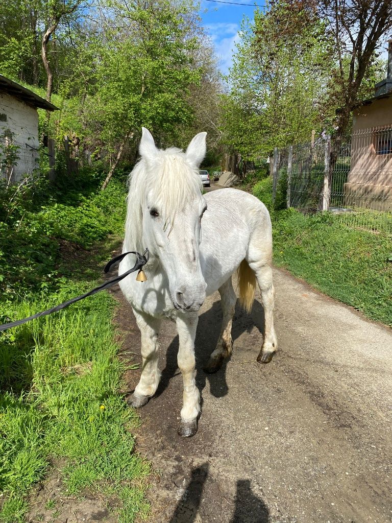 Vând cal, Cărbunești Prahova