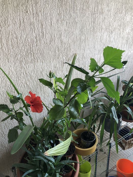 Trandafir japonez rosu