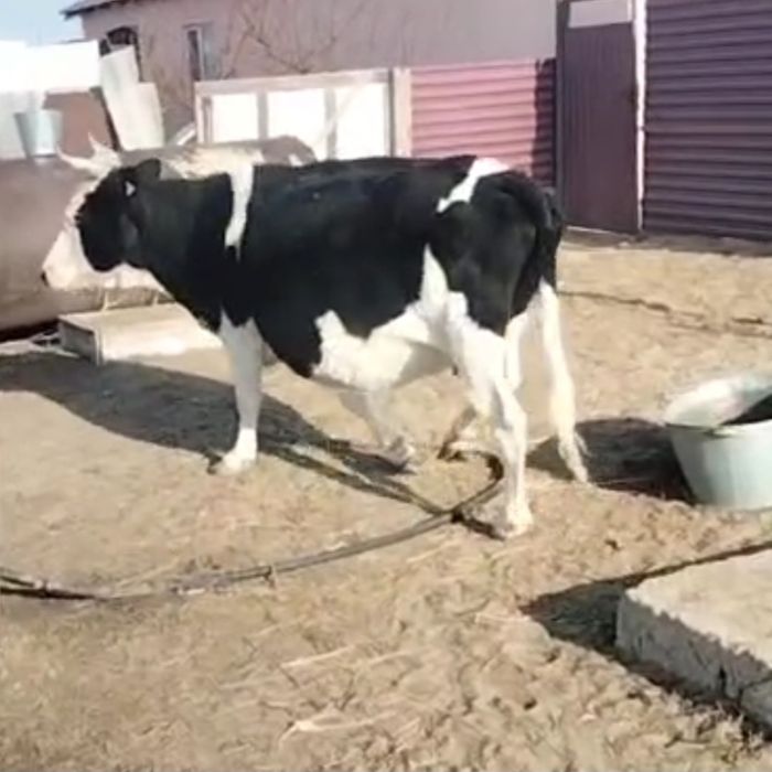 Сүтті сиыр сатылады