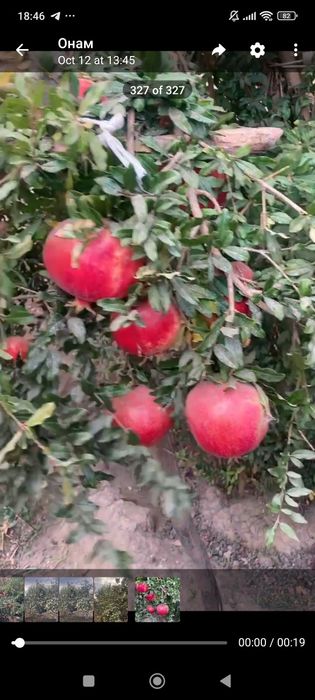 Anor judayam sochniy va shirin kotta kotta o'zimizzi boğdan