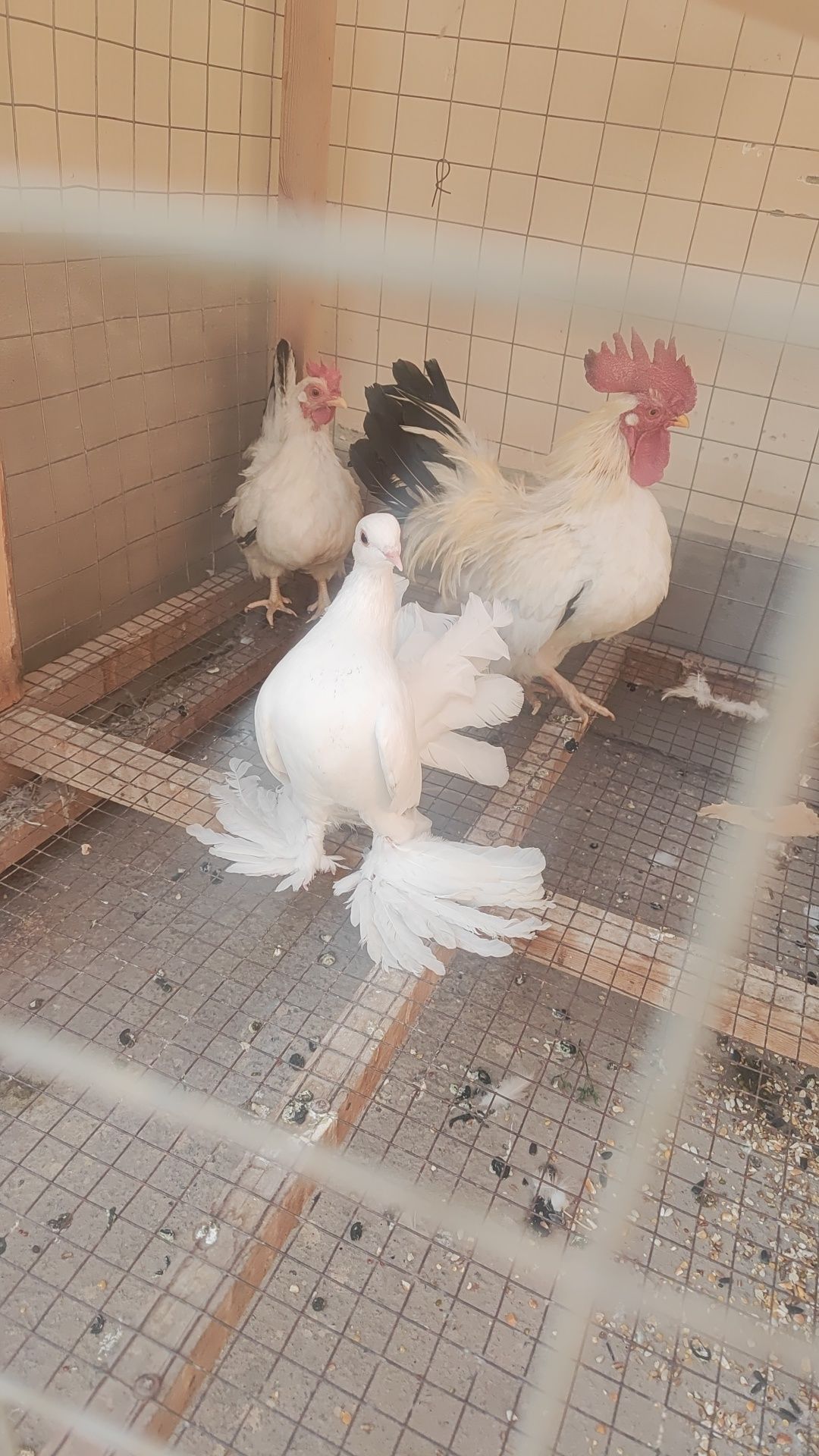 Pavlinla sotiladi sog'lom qushla valerda boqilgan
