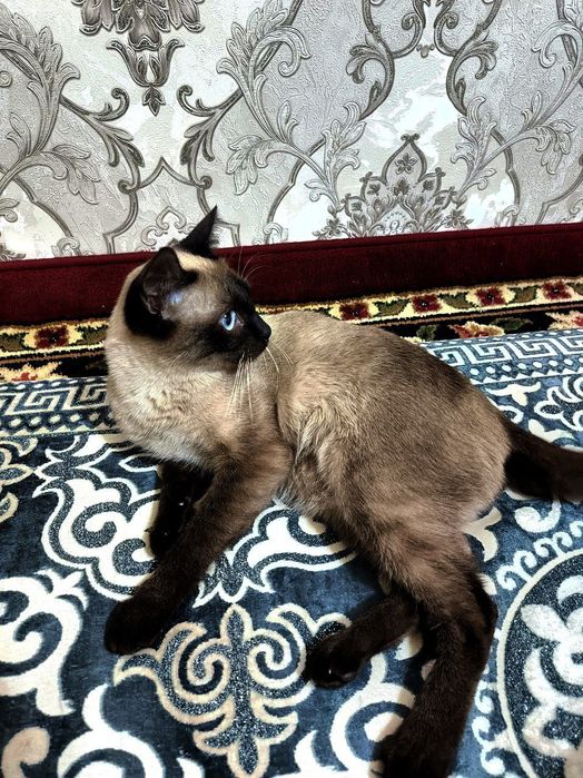 Мущук сатлад дамашний