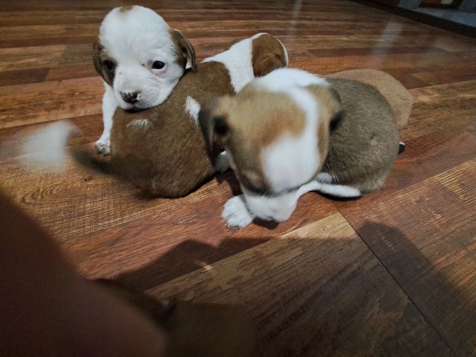 Adopție cinci căței