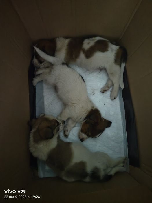 Срочно Ищем дом для щенят