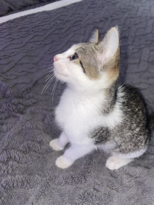 Pisicuță drăgalașă spre adopție!